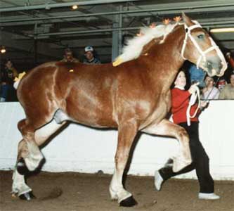 Remlap Constance Chilli 