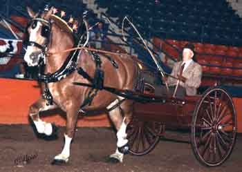 Produce Acre's Coletta