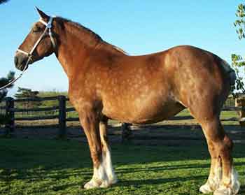 Remlap Constance Chilli 