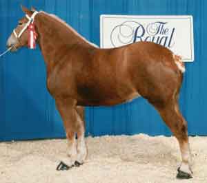 Remlap Constance Chilli 