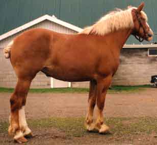 Remlap Constance Chilli 