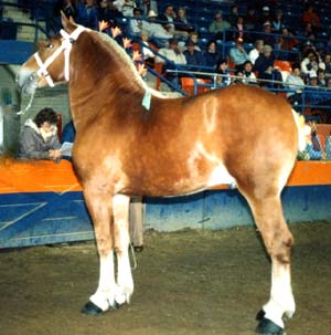 Remlap Green Acres D. J.