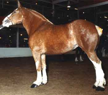 Remlap Master's Babe