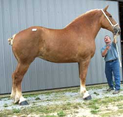 Remlap Constance Chilli 