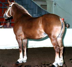 Sunny Acres Condrea 15129