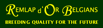 Remlap d'Or Belgians