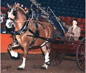 Produce Acre's Coletta