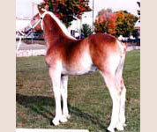 Remlap Bannergirl Colby