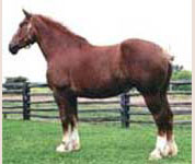 Remlap Constance Edie Johne