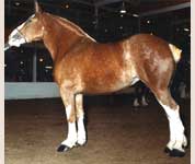 Remlap Master's Babe