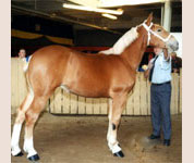 Stanan's Annie Savoy